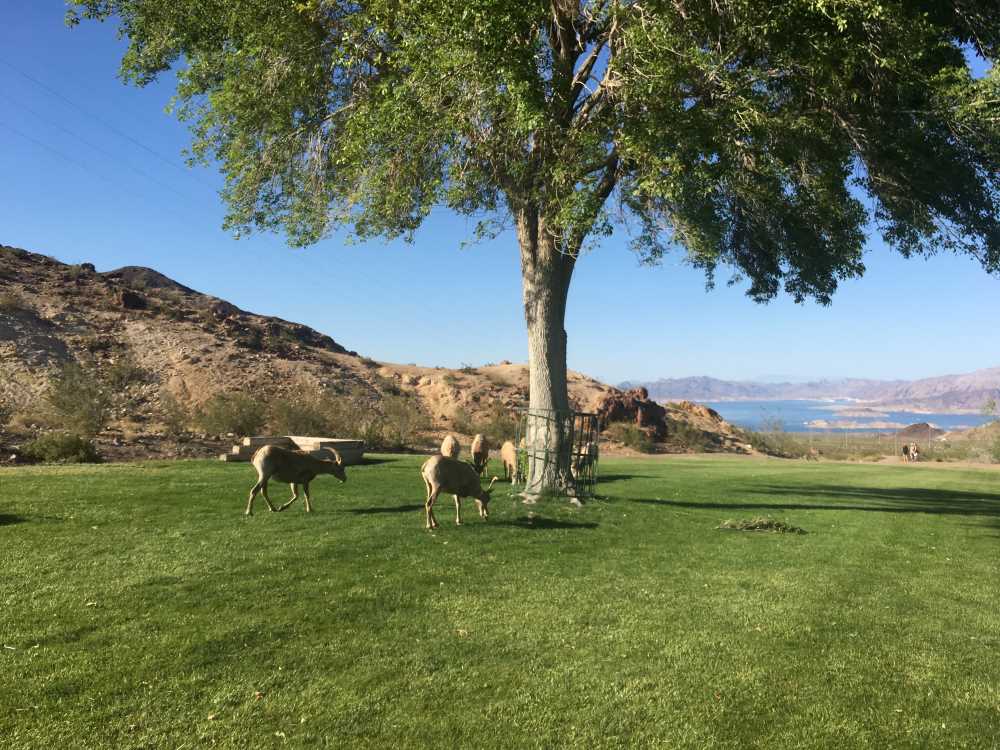 Hemenway Park, Boulder city, Nevada